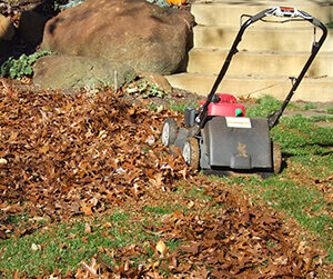 Mulched leaves with lawnmower
