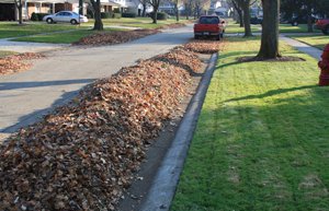 Leaf pile along street gutter line