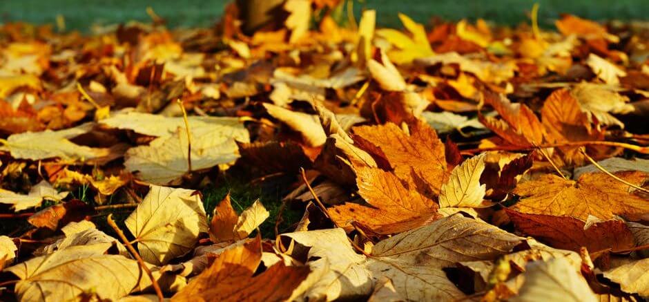Fall leaves - Pexels photo
