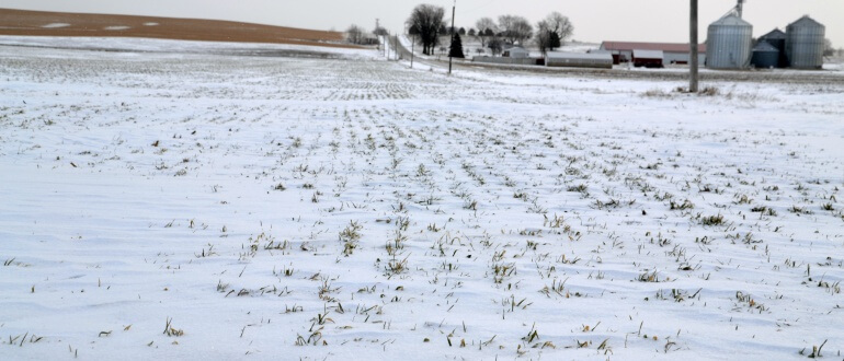 Cover Crops in the Snow