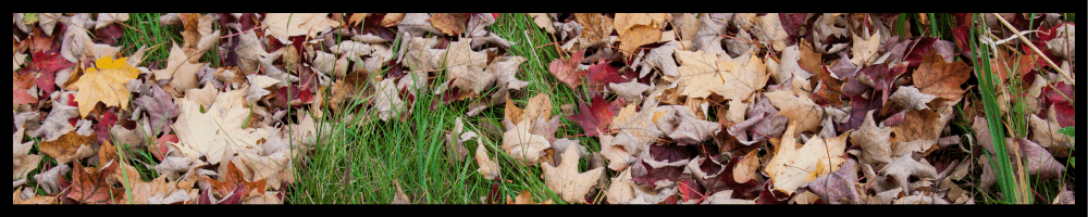 Fall leaves and grass